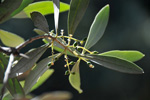 olivo fiore