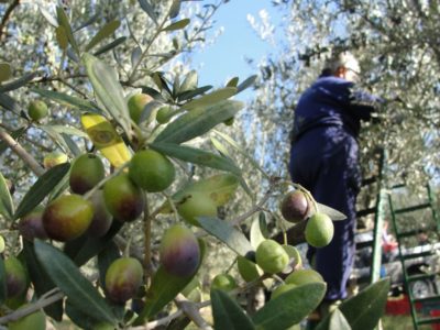 raccolta-olive